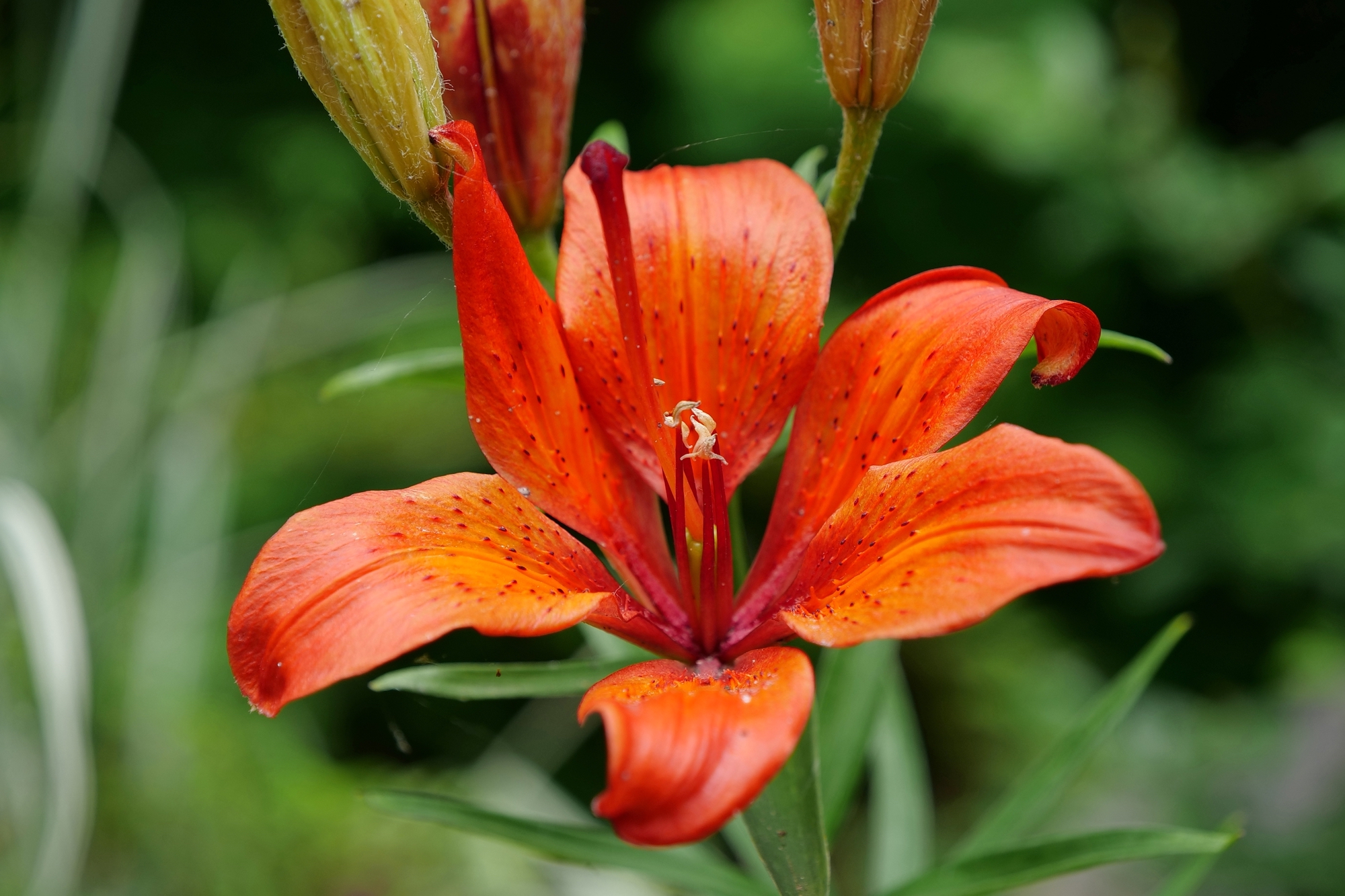 Close-up of the flower of Lilium Bulbiferum, also known as "Orange Lily" or "Fire Lily."